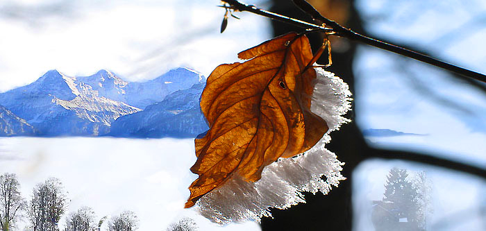 Hoar frost / Fotos: Fritz Bieri und Heinz Rieder / Montage